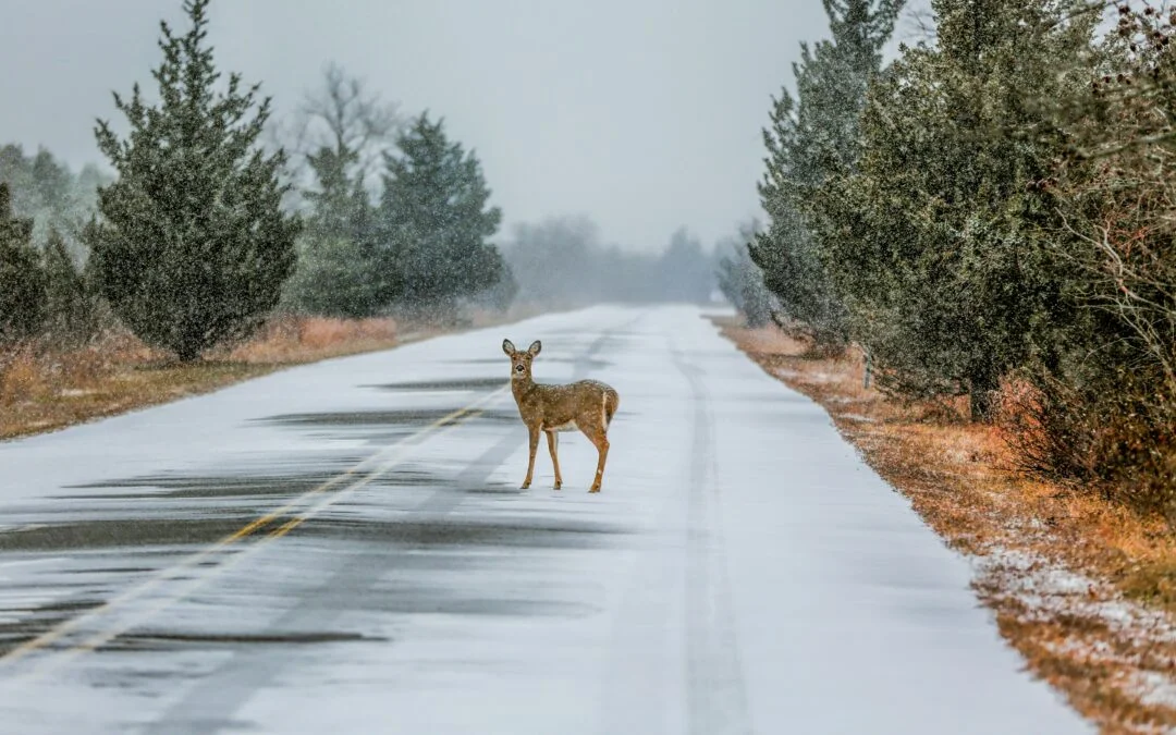 Early fall deer and dusk crashes in Georgia what drivers need to know in September