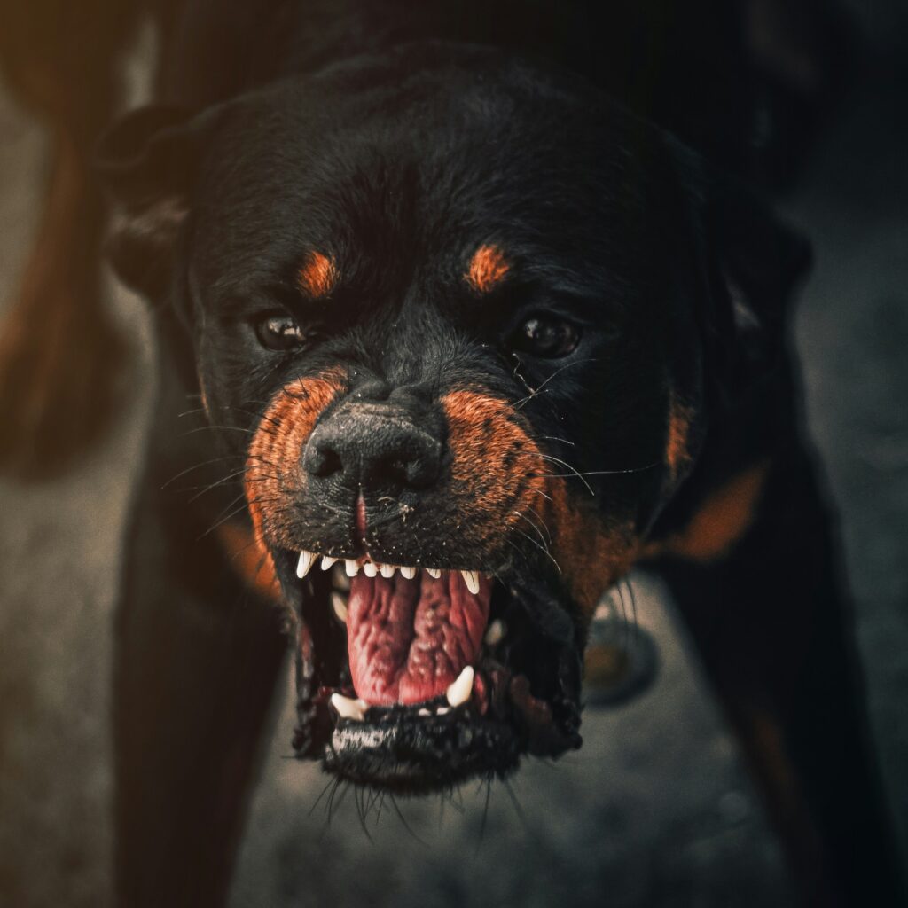 A large dog baring its teeth